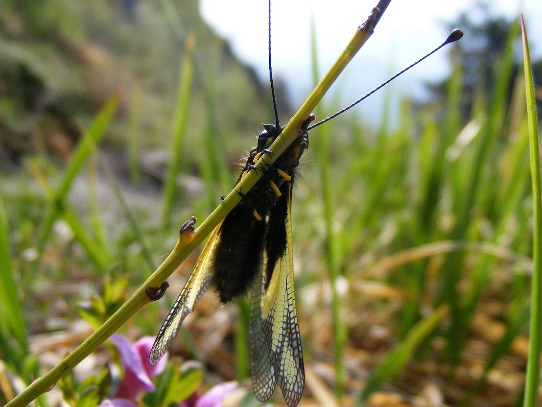 Libelloides coccajus